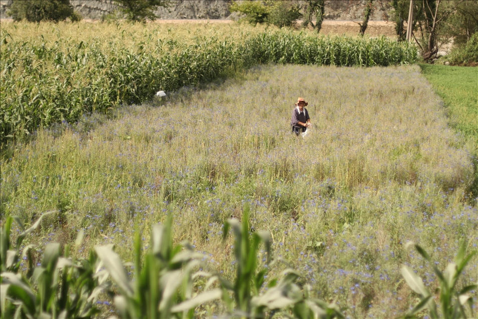 Arnavutluk'un 'çiçek açan' endüstrisi: Tıbbi ve aromatik bitkiler