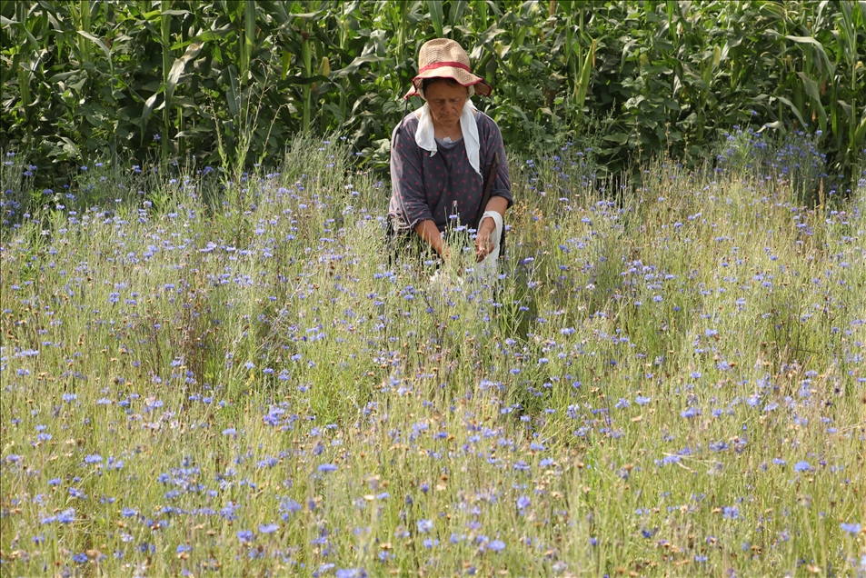 Arnavutluk'un 'çiçek açan' endüstrisi: Tıbbi ve aromatik bitkiler