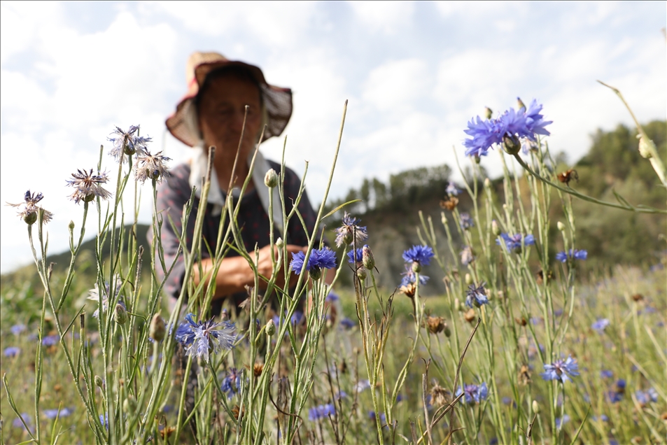 Arnavutluk'un 'çiçek açan' endüstrisi: Tıbbi ve aromatik bitkiler