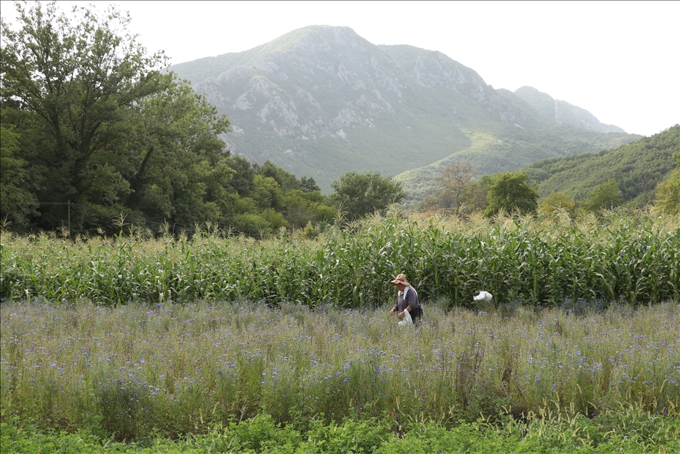 Arnavutluk'un 'çiçek açan' endüstrisi: Tıbbi ve aromatik bitkiler