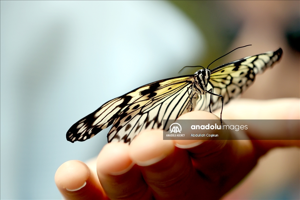 Konya Tropical Butterfly Garden