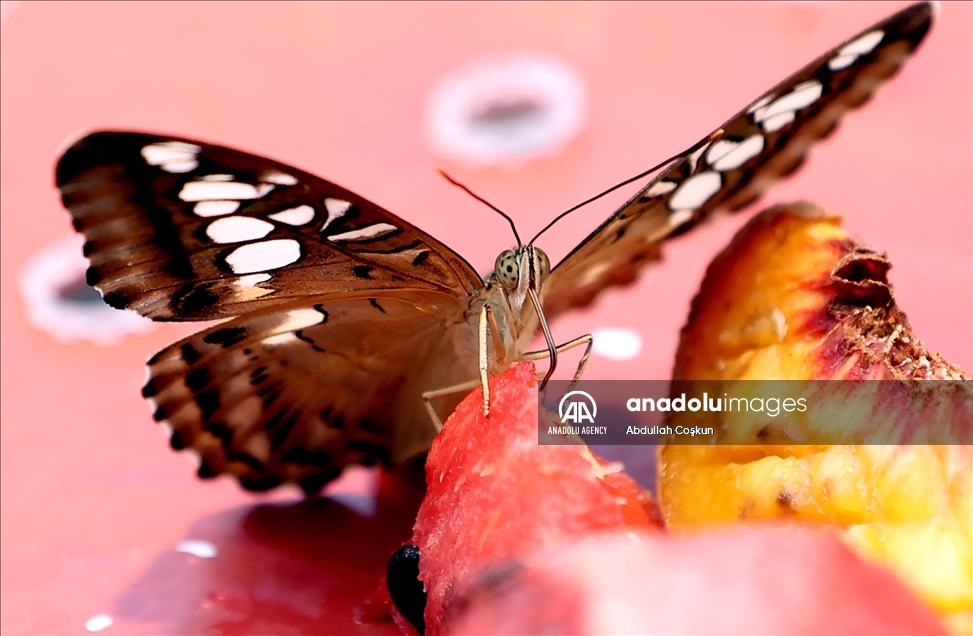 Konya Tropical Butterfly Garden