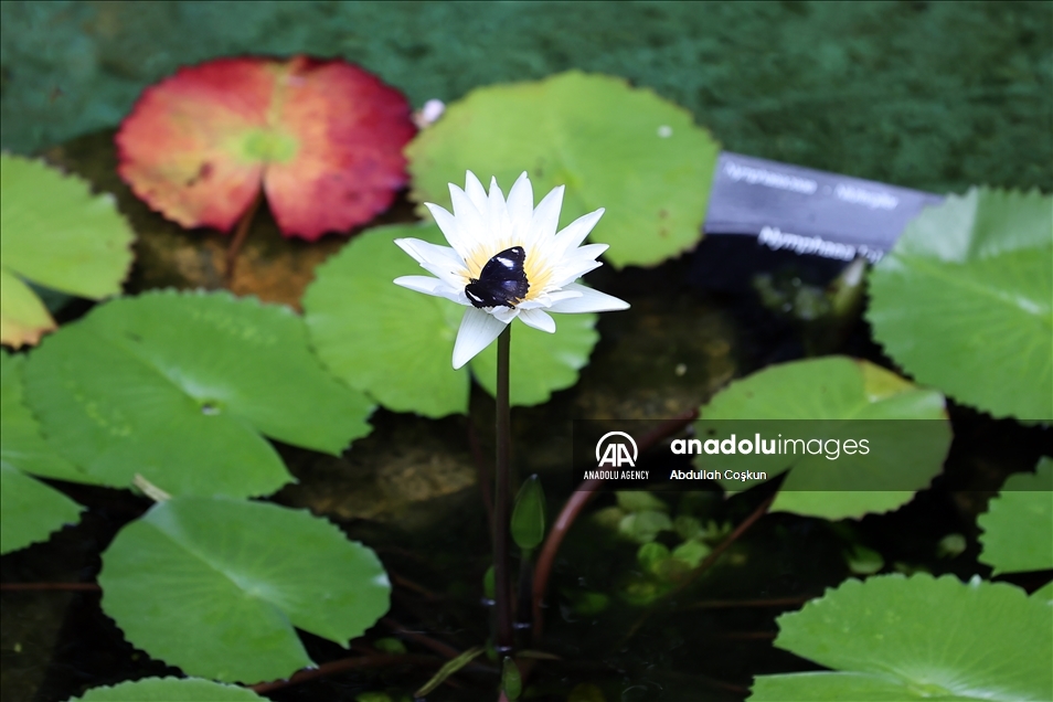 Konya Tropical Butterfly Garden