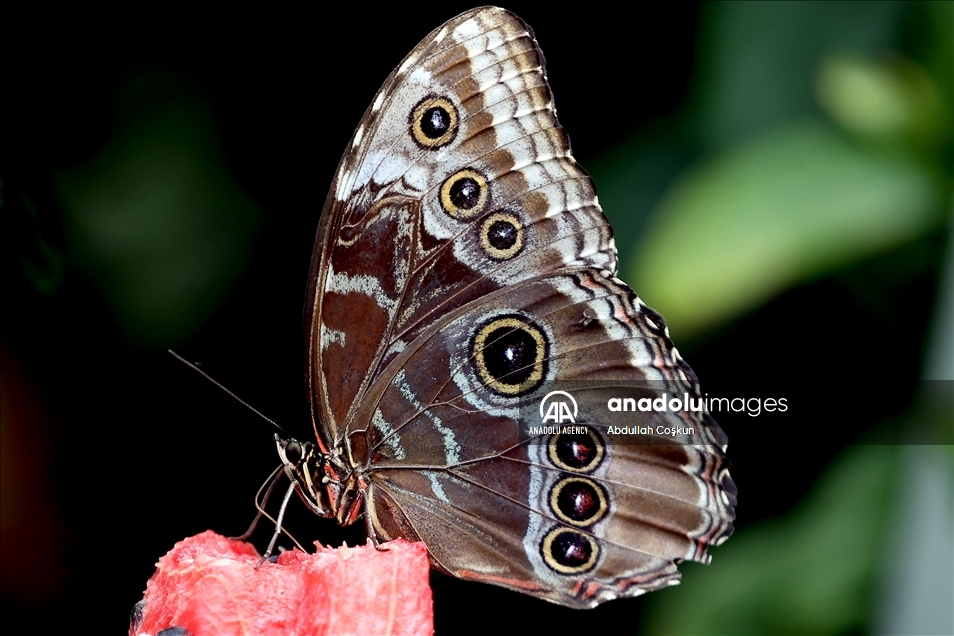 Konya Tropical Butterfly Garden