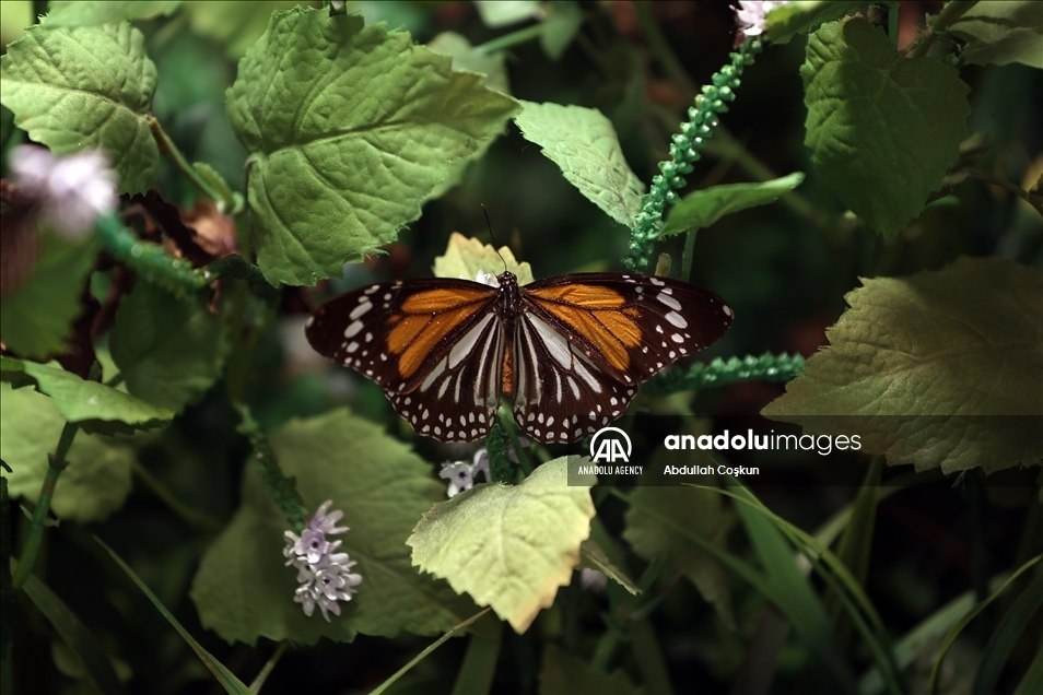 Konya Tropical Butterfly Garden