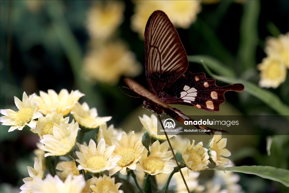 Konya Tropical Butterfly Garden