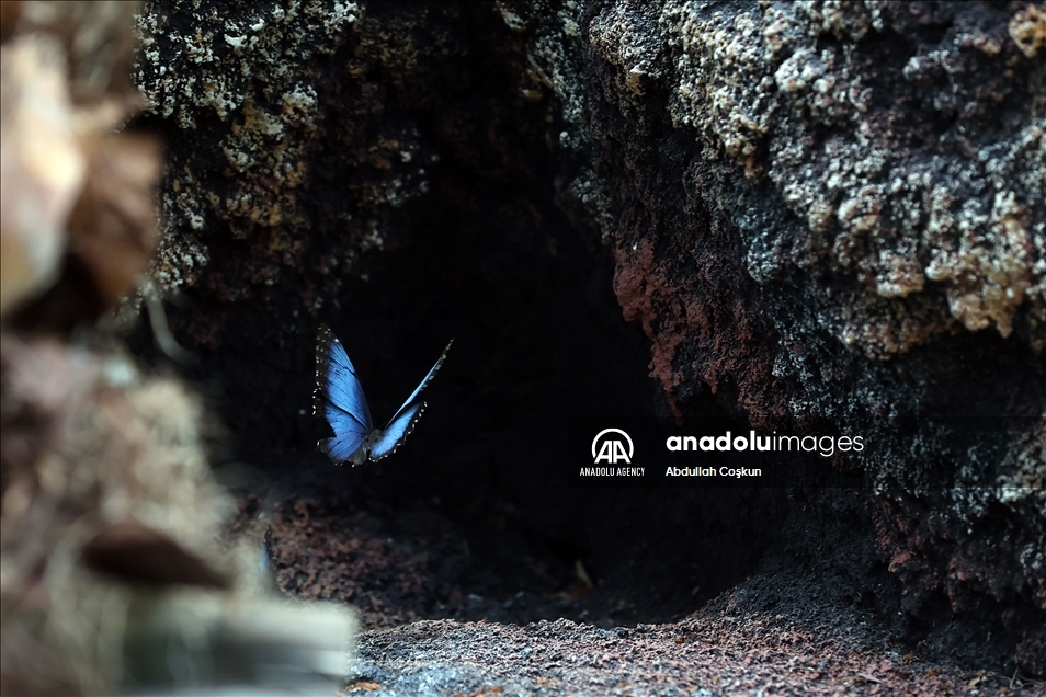 Konya Tropical Butterfly Garden