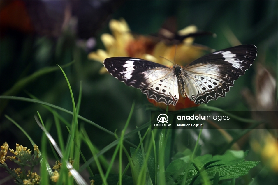 Konya Tropical Butterfly Garden