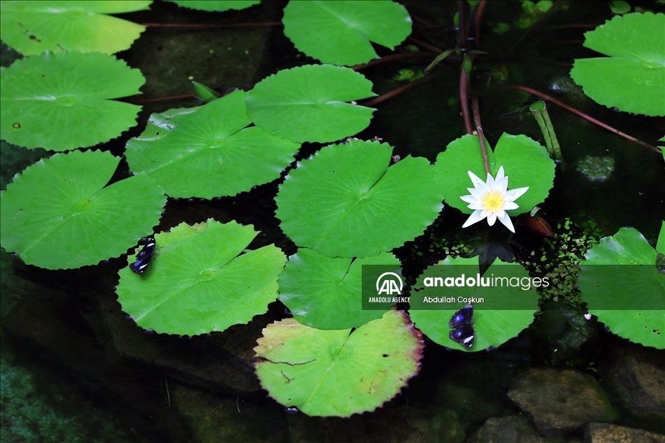 Konya Tropical Butterfly Garden