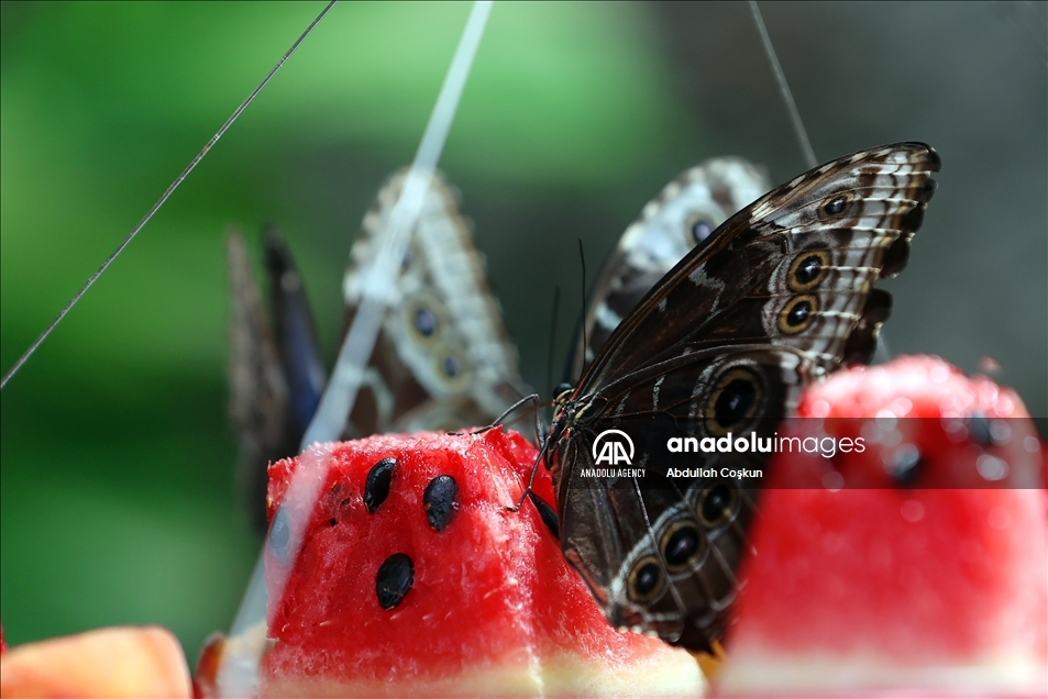 Konya Tropical Butterfly Garden