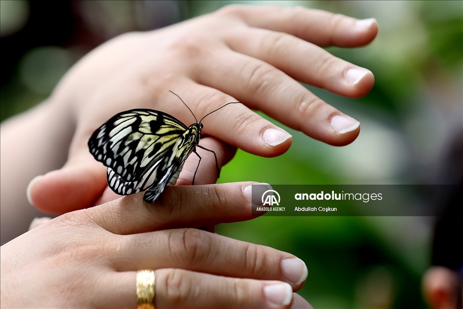 Konya Tropical Butterfly Garden