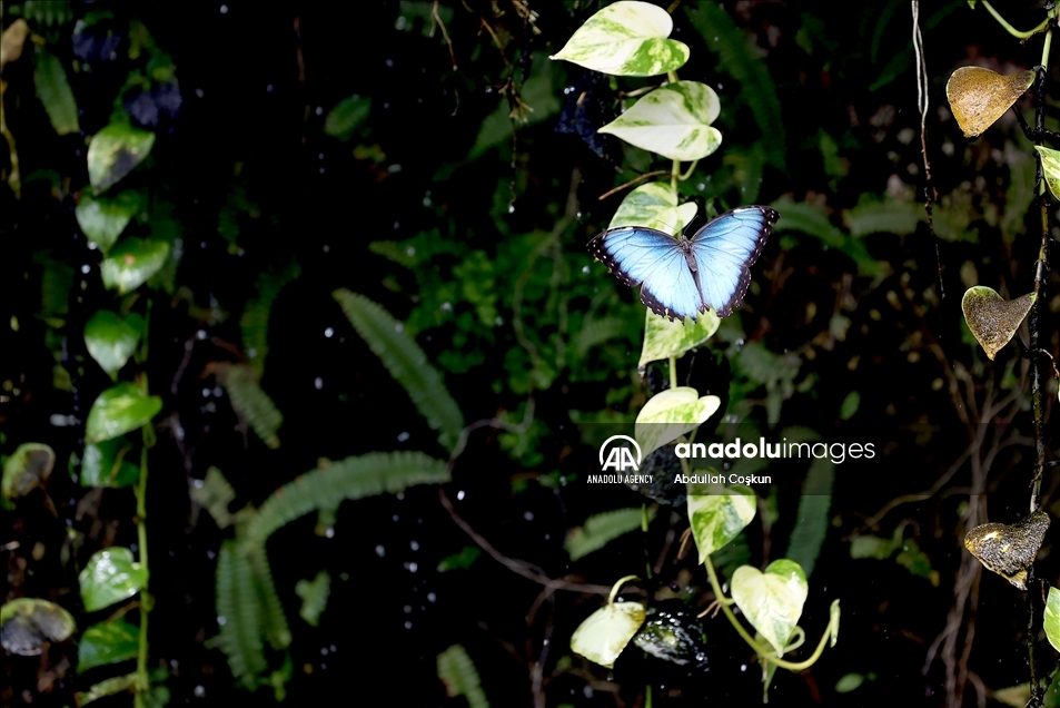 Konya Tropical Butterfly Garden