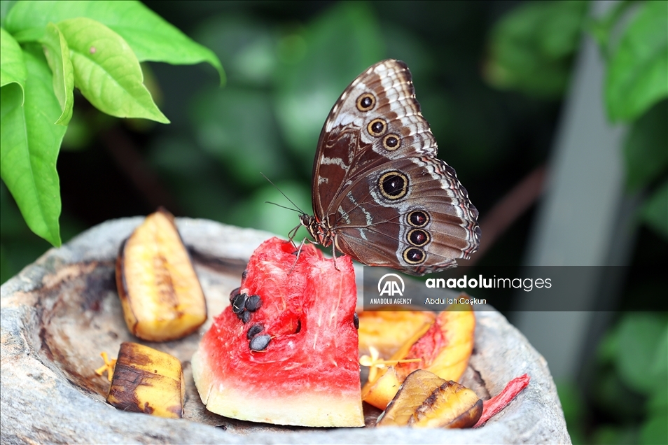 Konya Tropical Butterfly Garden