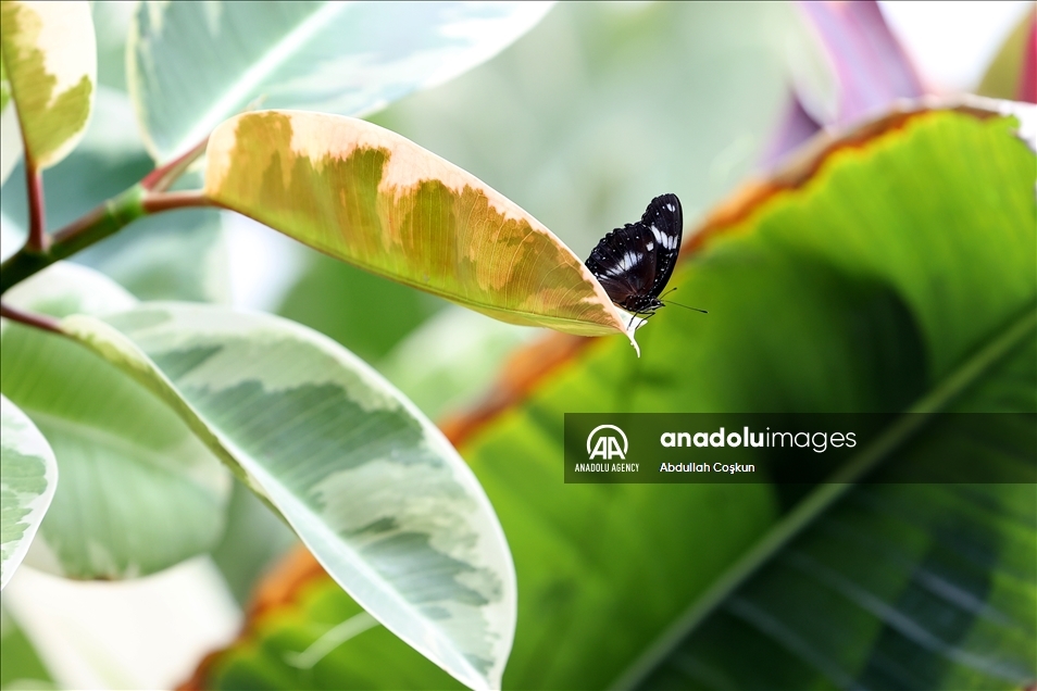 Konya Tropical Butterfly Garden