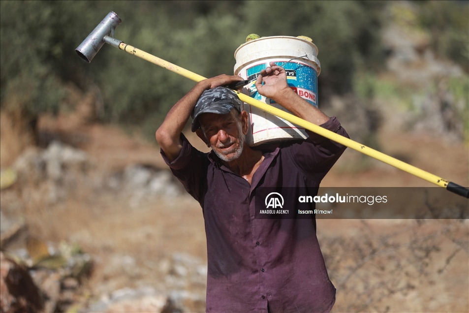 Palestine : « le fruit de la patience » ravagé par la cochenille