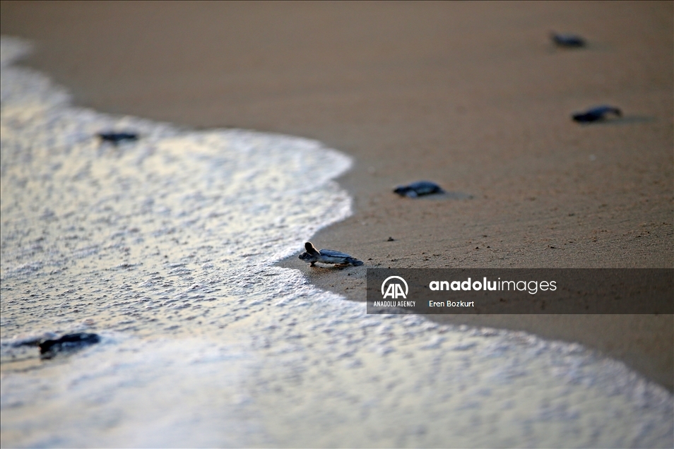 Baby sea turtles hatched in Adana reach the sea