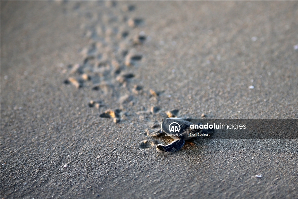 Baby sea turtles hatched in Adana reach the sea