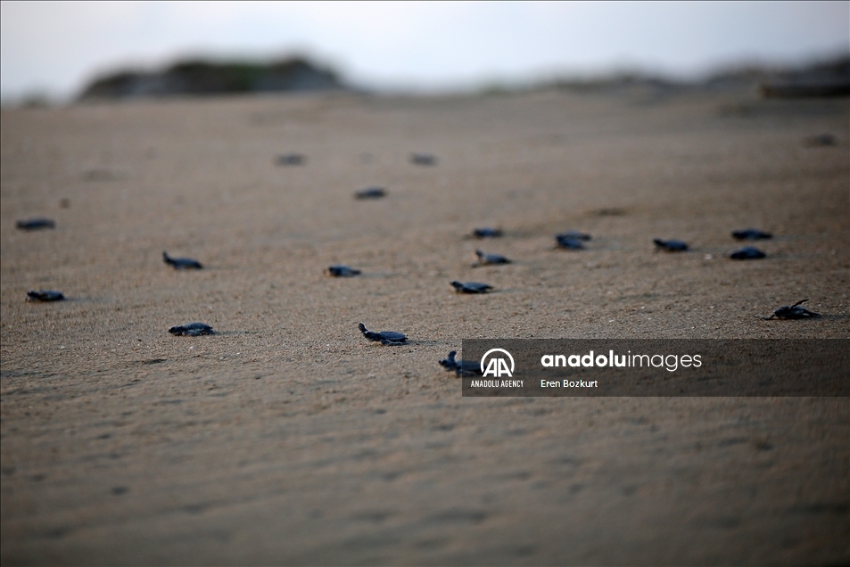 Baby sea turtles hatched in Adana reach the sea