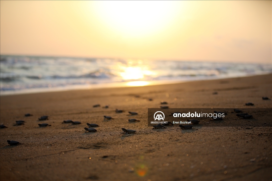 Baby sea turtles hatched in Adana reach the sea
