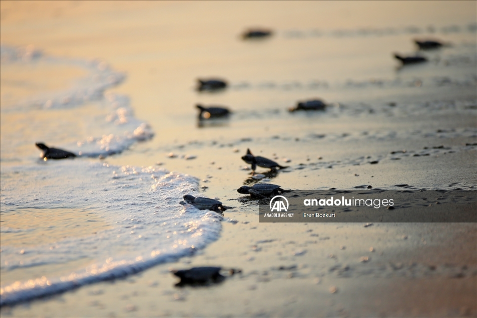 Baby sea turtles hatched in Adana reach the sea