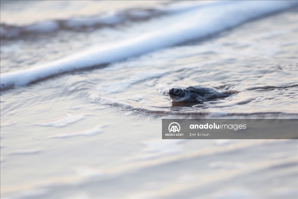 Baby sea turtles hatched in Adana reach the sea