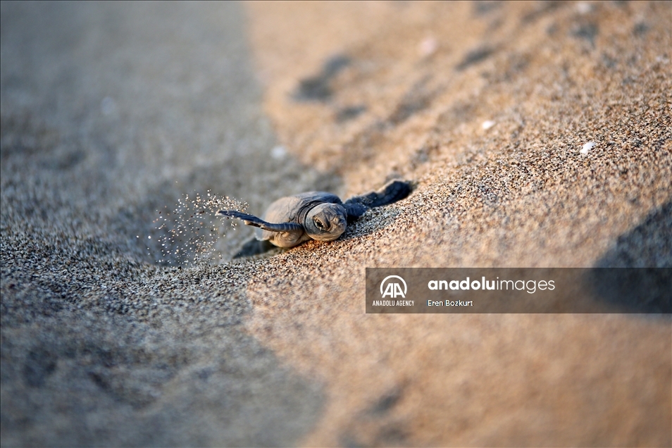 Baby sea turtles hatched in Adana reach the sea