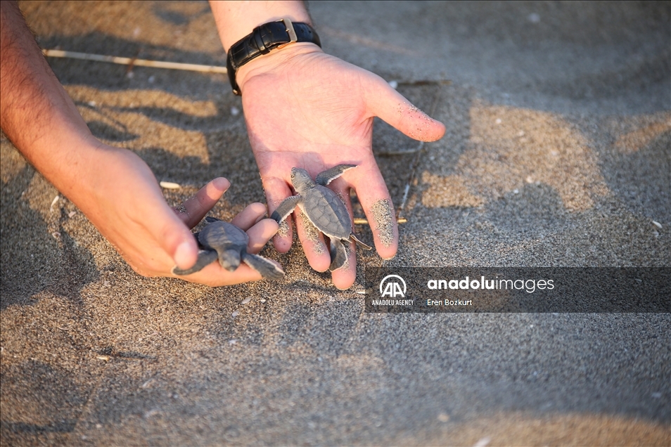 Baby sea turtles hatched in Adana reach the sea