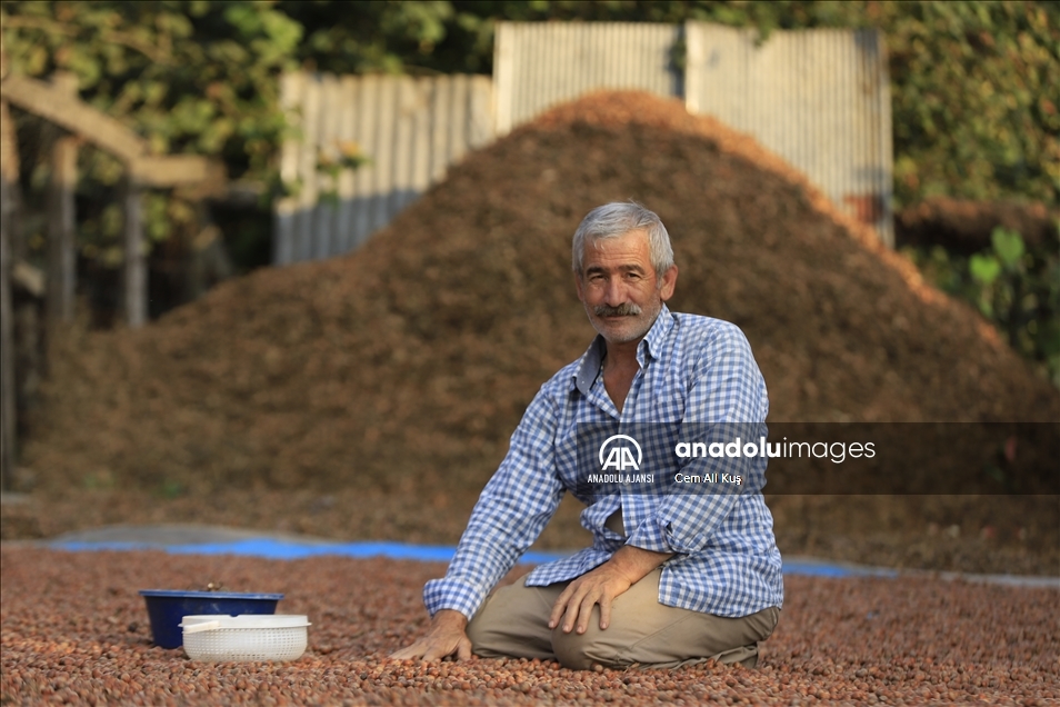 Batı Karadeniz'de 'yeşil altın' harmana indi