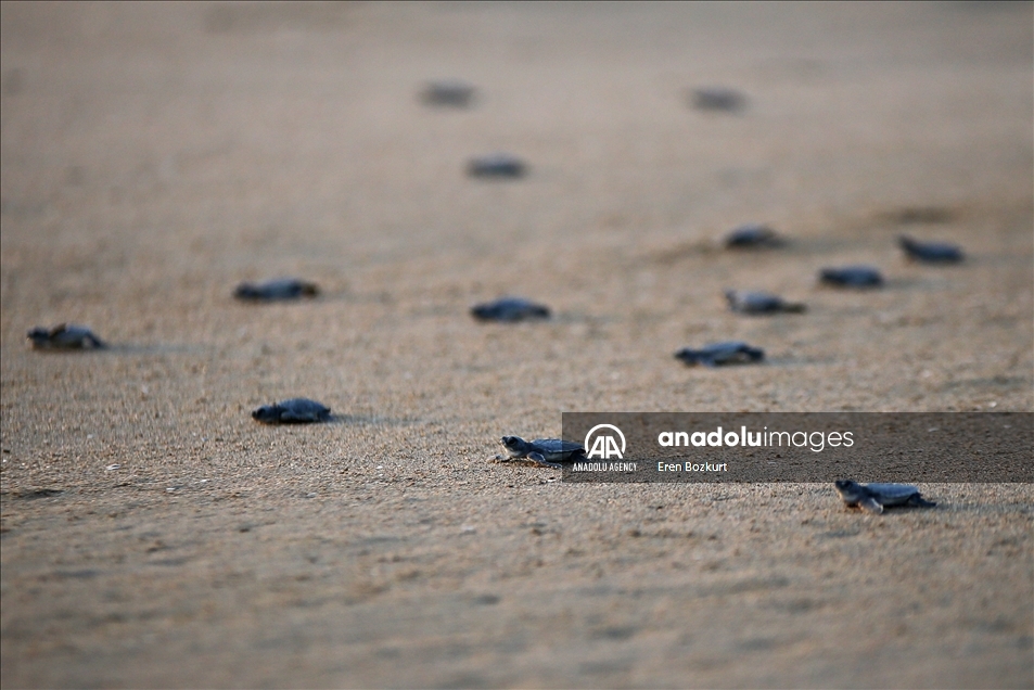 Baby sea turtles hatched in Adana reach the sea