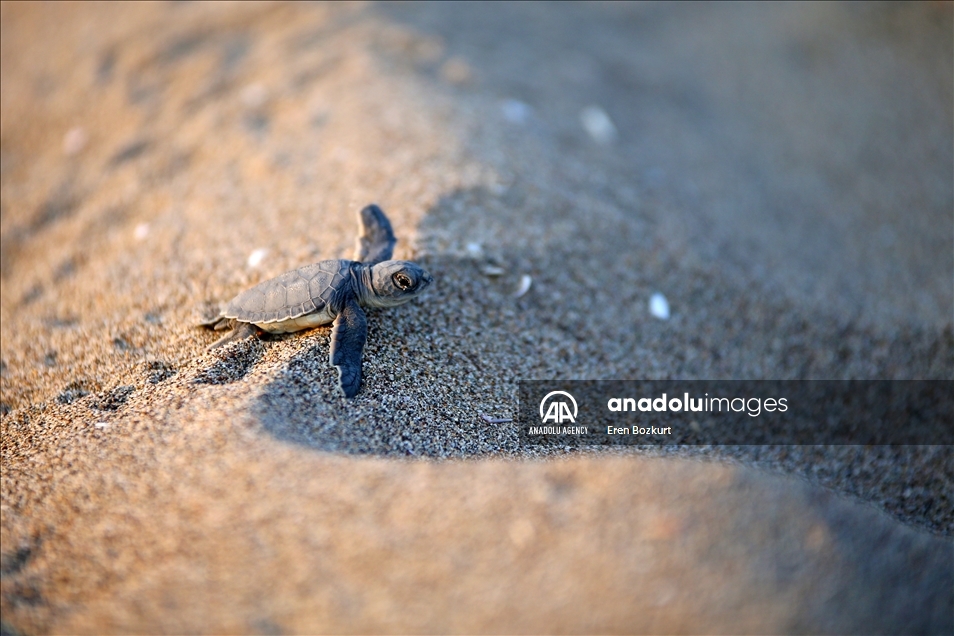 Baby sea turtles hatched in Adana reach the sea