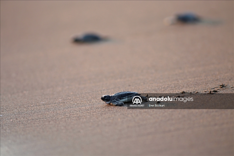 Baby sea turtles hatched in Adana reach the sea