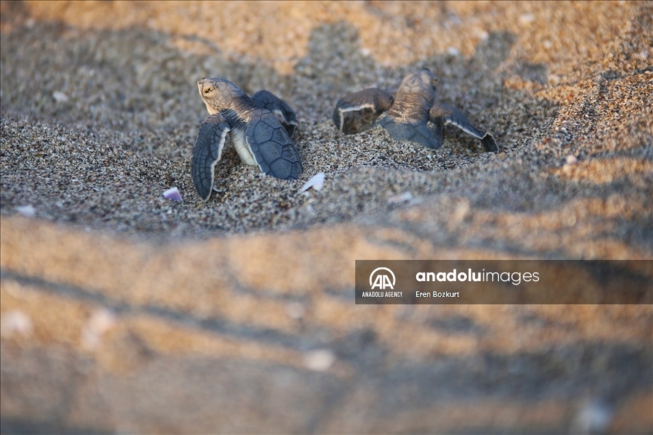 Baby sea turtles hatched in Adana reach the sea