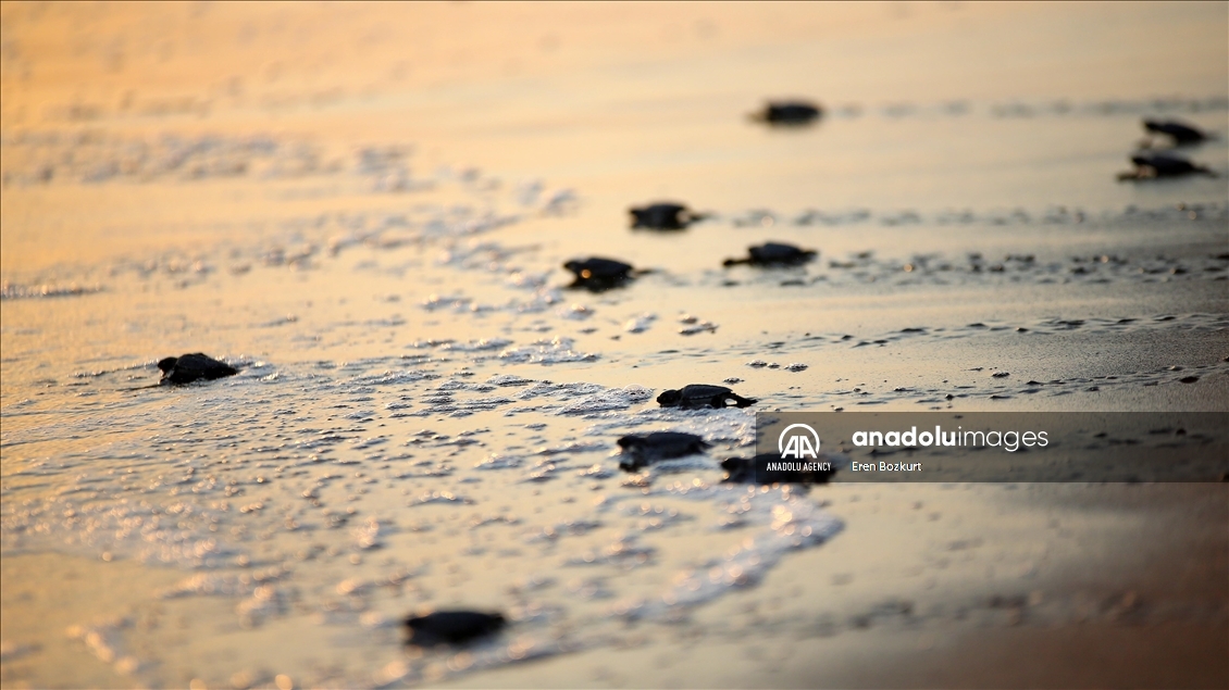 Baby sea turtles hatched in Adana reach the sea