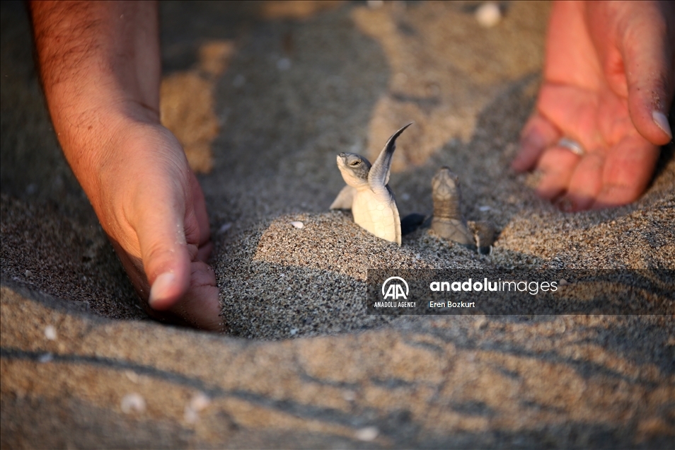 Baby sea turtles hatched in Adana reach the sea