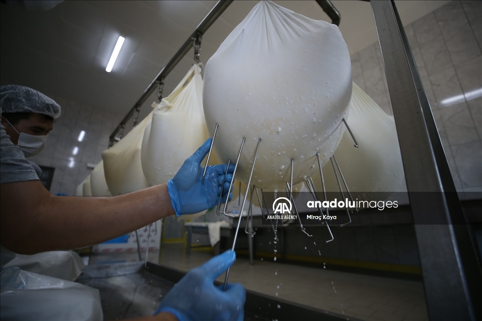 Turquie: Un jeune diplômé en sciences politiques devenu producteur du fromage de Mihalic