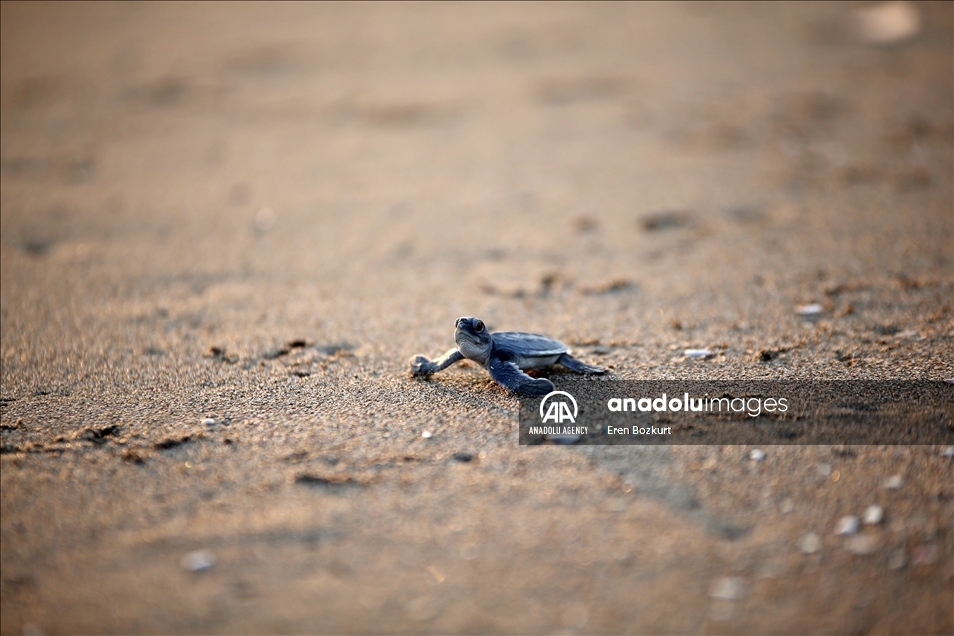 Baby sea turtles hatched in Adana reach the sea