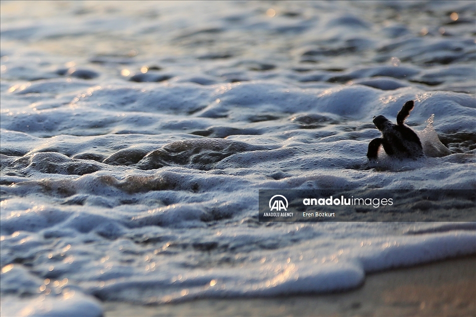Baby sea turtles hatched in Adana reach the sea