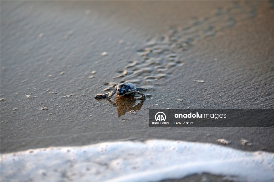Baby sea turtles hatched in Adana reach the sea