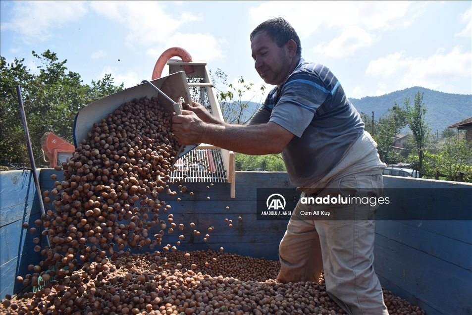 Batı Karadeniz'de 'yeşil altın' harmana indi