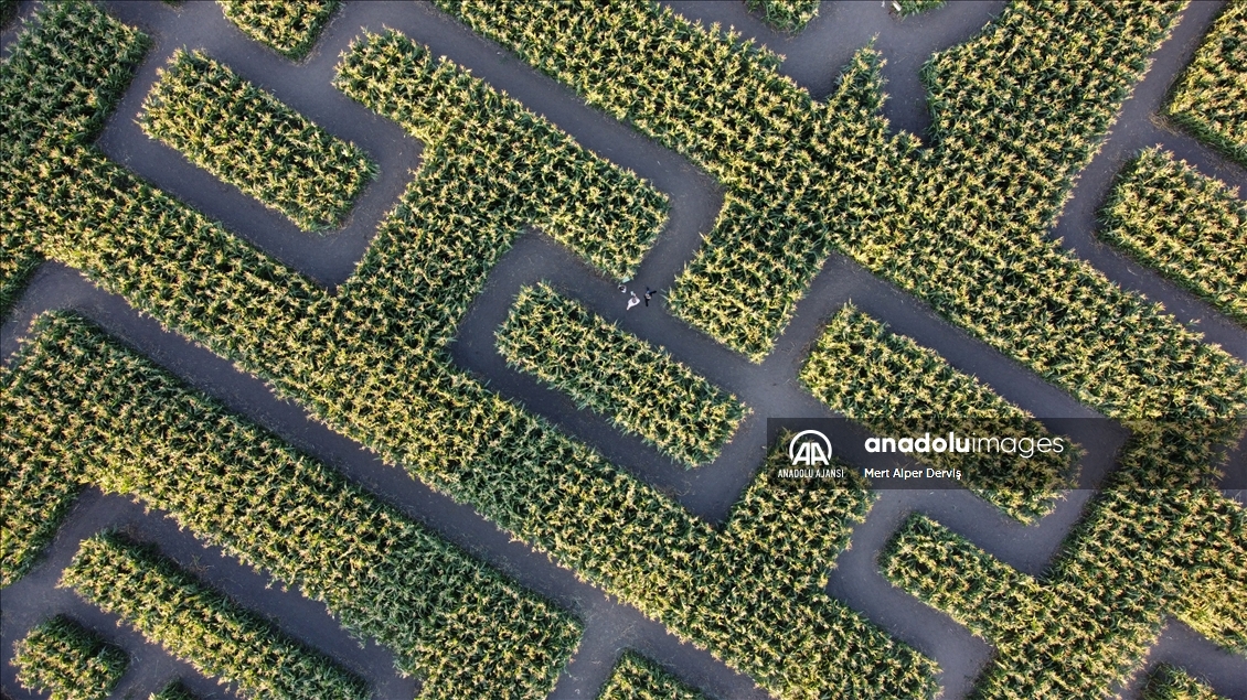 Chilliwack Corn Maze