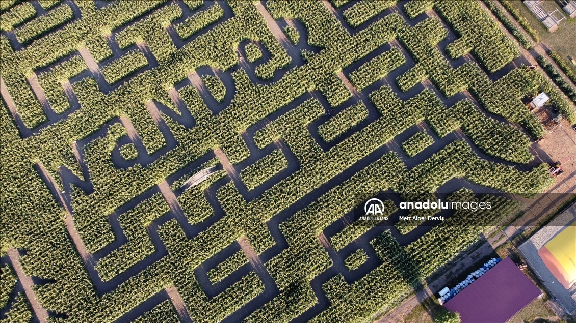 Chilliwack Corn Maze