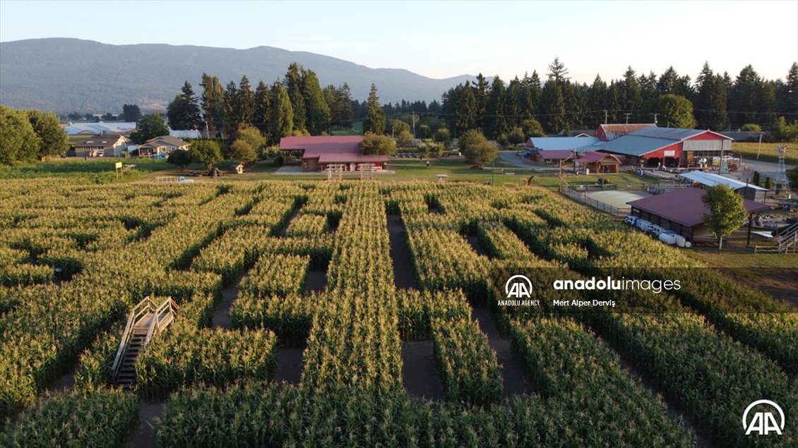 Chilliwack Corn Maze