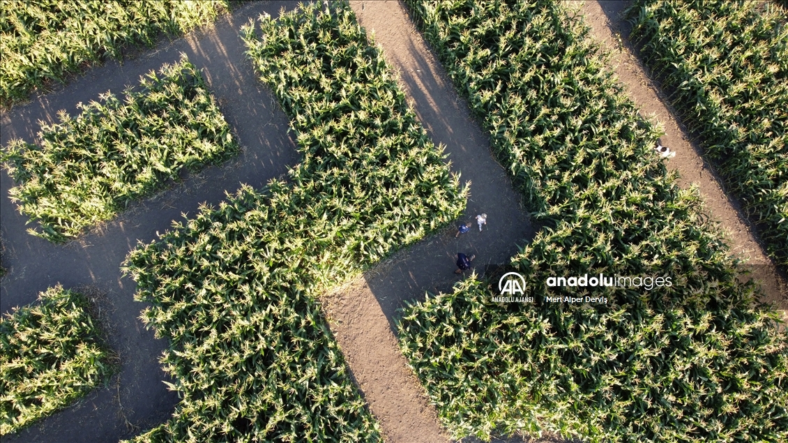 Chilliwack Corn Maze