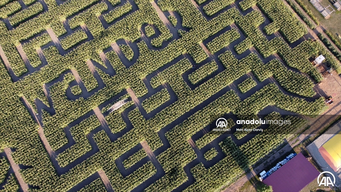 Chilliwack Corn Maze
