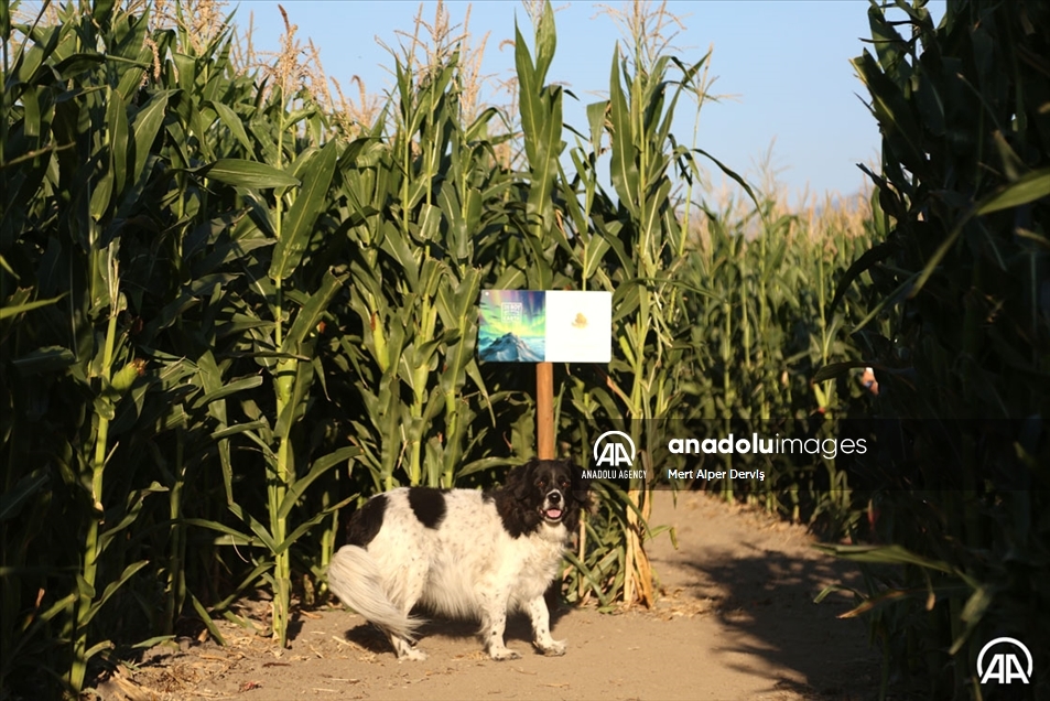 Chilliwack Corn Maze