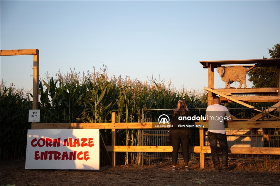 Chilliwack Corn Maze