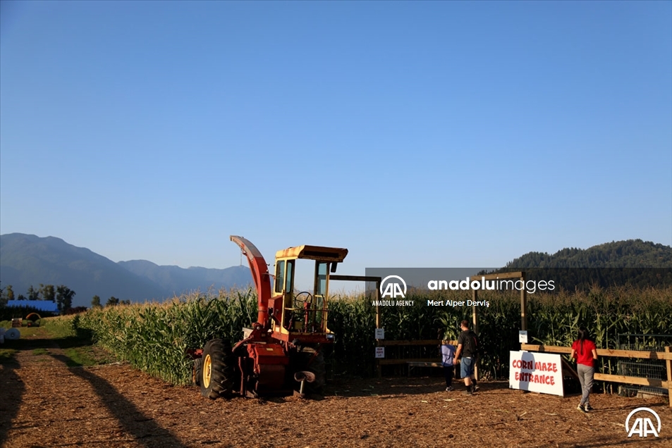 Chilliwack Corn Maze