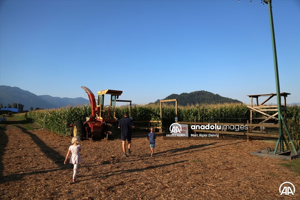 Chilliwack Corn Maze