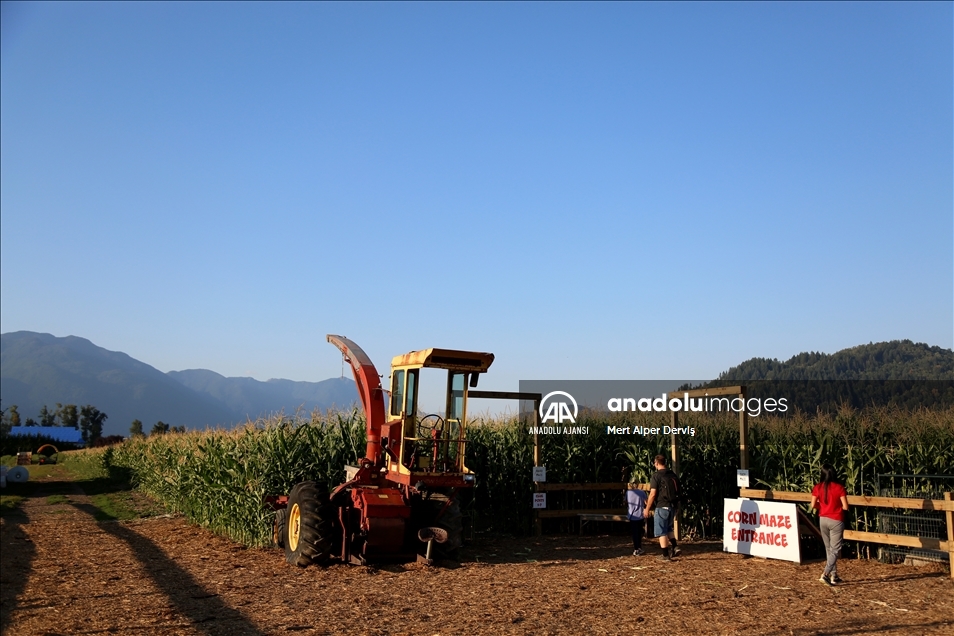 Chilliwack Corn Maze