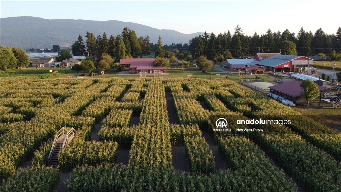 Chilliwack Corn Maze